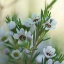 100세의료기 이미지