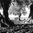 올리브나무 이미지