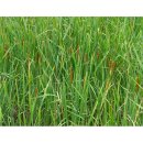 스카이워크(아리힐스) 이미지