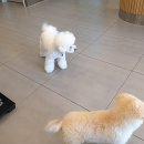 강남메디컬동물병원 | 안동에서 반려동물의 건강을 책임지는 강남메디컬동물병원!