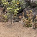 뚱보 고양이 | 대설 특보 뜬 주말에 맛집 도장깨고 다니기 / 뚱보아저씨 갈치구이 정식, 서귀포 김고기 꽃삼겹 / 오션...