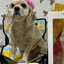 댕수성찬 이미지