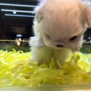 멍멍이냥 이미지