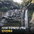제주 천지연 담팔수 자생지 | 제주 서귀포 가볼 만한 곳 산책하기 좋은 무장애관광지 천지연폭포