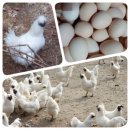 백봉한의원 | 백봉 오골계 효능 완벽 정리