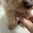 메이그루밍 | 다산동 애견미용 추천 메이그루밍 내돈내산 말티푸 위생미용