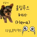 헤라결혼정보 이미지