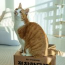 몽이냥이 | 고양이 벤토나이트 모래 추천 가성비 응고력 먼지날림 다 잡아낸 정착할모래