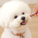 마이츄 이미지