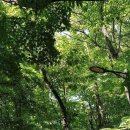 강남-126 이미지