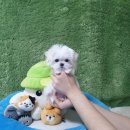 아기강아지 이미지