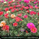 장골가든 이미지