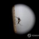 美 바이러스 이미지