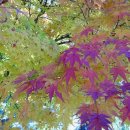 한자서예 이미지