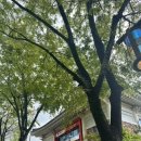 경주 불국사 겹벚꽃 실시간 극락전 복돼지 위치
