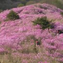 고려산 (436m) 인천 강화읍 & 넓게 펼쳐진 진달래 군락지 & 낙조봉과 서해 바다를 동시에 볼 수 있어 일품 이미지