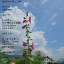 접시꽃