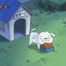 흰둥이 이미지