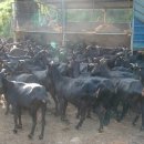 해든농장 이미지