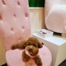 안녕,댕댕아 이미지