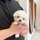 이마트24광주봉선점 | 광주 남구 봉선동에서 만난 체계적인 애견샵 마마스미독 24시 광주봉선점 솔직후기