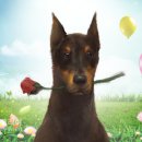 레스펫동물병원 이미지