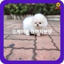 안녕댕댕이 이미지