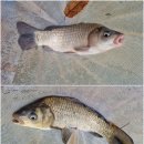 오룡낚시터 이미지