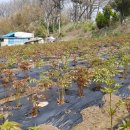 용주농장 이미지