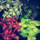 바이올린 (A) 이미지