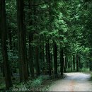 편백나무숲 이미지