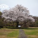 지도 왕벚나무길 이미지