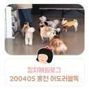 어도러블독 이미지