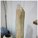 화석(규화목) 이미지