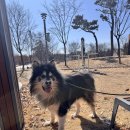 향기롭개 | 일산 대형견 견주님 주목! 말라뮤트 라온이의 대형견출장목욕 향기롭개 이용 후기