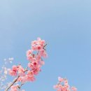 어느봄날 이미지