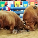 청도 이미지