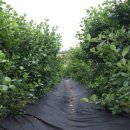 형제농원 이미지