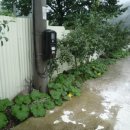 청송흑염소농장 이미지