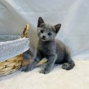 요미캣 고양이분양 일산점 이미지