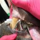 (주)치아세상 이미지