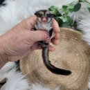 와우펫앤쥬(기장점) | 🐿️ [와우펫앤쥬 기장점] 슈가글라이더 OOP 1개월 베이비 입고! (성체·준성체 다수 보유)