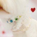 내 강아지의 봄 일산애견유치원&애견호텔 이미지