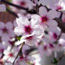 청암순대 이미지