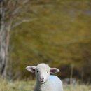 화악목장 이미지