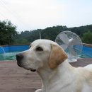 래브라도 리트리버를 찾아요... 이미지