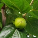 스테이(D) 이미지