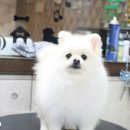 바오펫살롱 이미지