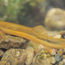 남원종자 이미지