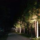 남해편백자연휴양림(남해) 이미지